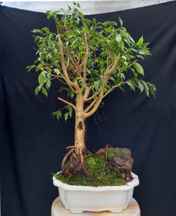 بنسای فیکوس رتوزا کلکسیونی ۱۸ ساله ا Ficus bonsai