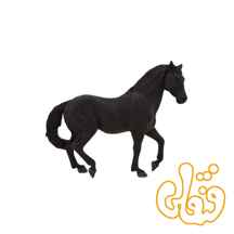  اسب اندلسی سیاه Andalusian Black 387109