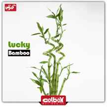 گیاه لاکی بامبو