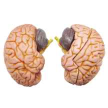 مولاژ مغز انسان (۲ قسمتی) اندازه طبیعی