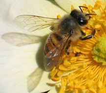  پروژه تولید مثل و تشکیلات کندوی زنبور عسل