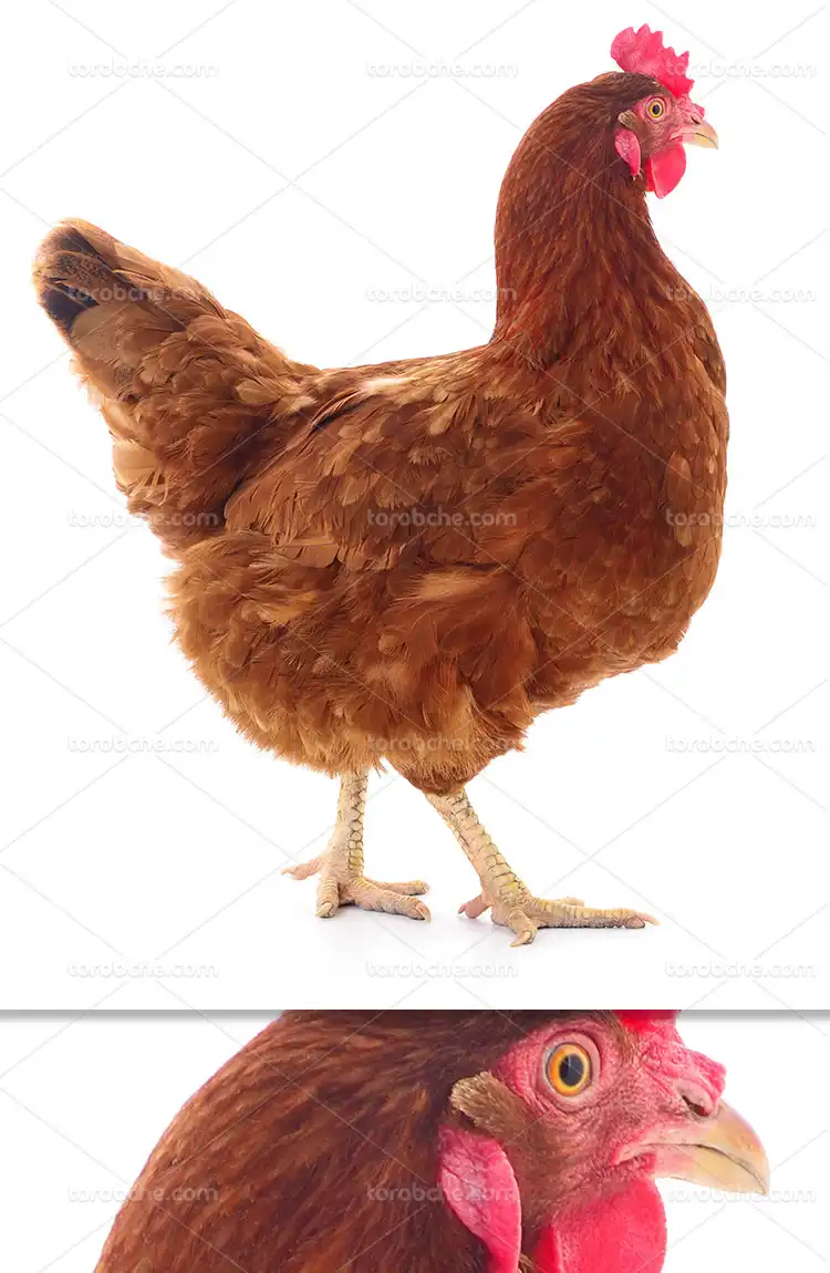 عکس مرغ زنده حنایی