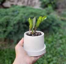 زامیفولیا کوچک همراه با گلدان بتنی ا Z Z plant with concrete vase