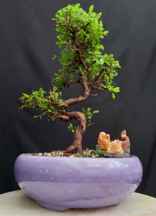 بنسای نارو هوکایدو ژاپنی ۱۸ ساله کلکسیونی ا Narvan bonsai