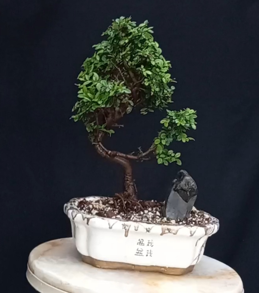 بنسای نارون هوکایدو ژاپنی ۱۵ ساله ا Escolpedia bonsai japanese
