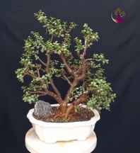 بنسای(بونسای) جید مینیاتور (پرتولاکاریا) یا کراسولا خرفه ای مدل آواتار ا Jade bonsai