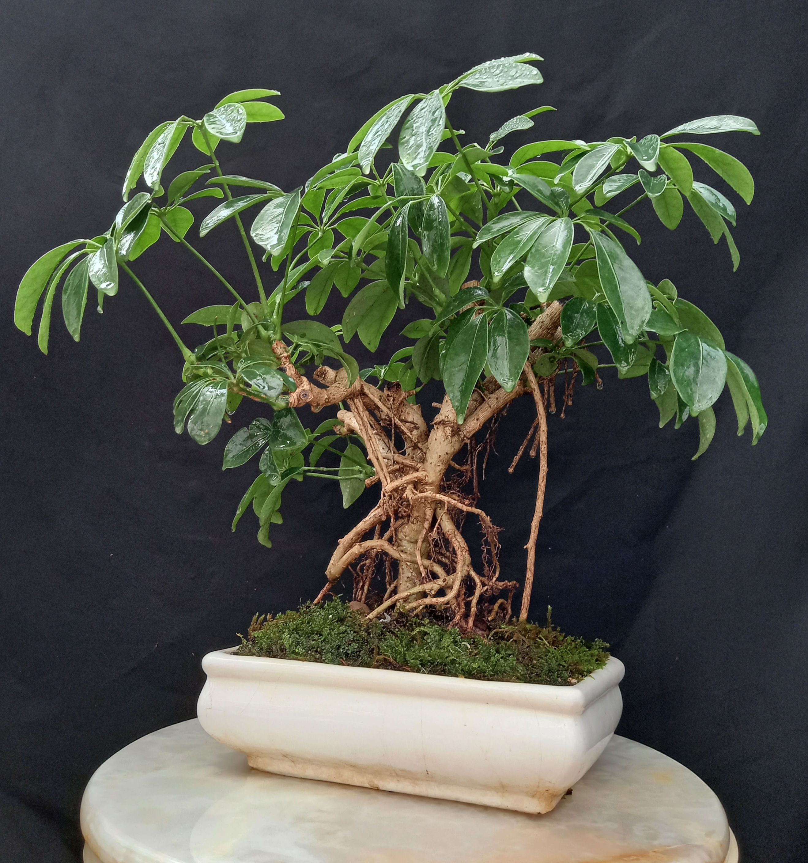  بنسای شفلرا کلکسیونی ا Shefleria bonsai