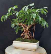 بنسای شفلرا کلکسیونی ا Shefleria bonsai