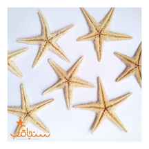  ستاره دریایی بزرگ