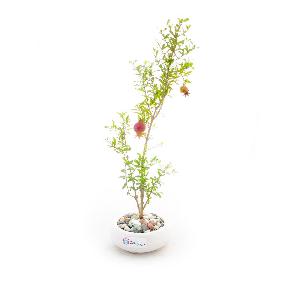  بونسای انار به همراه گلدان سفال | سایز کوچک