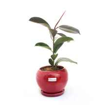 گیاه فیکوس به همراه گلدان سرامیکی