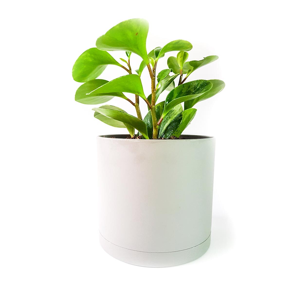  گیاه پپرومیا برگ قاشقی به همراه گلدان میکا استوانه ای | سایز متوسط
