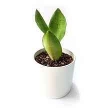 گیاه سانسوریا مهتابی به همراه گلدان میکا استوانه ای | سایز کوچک