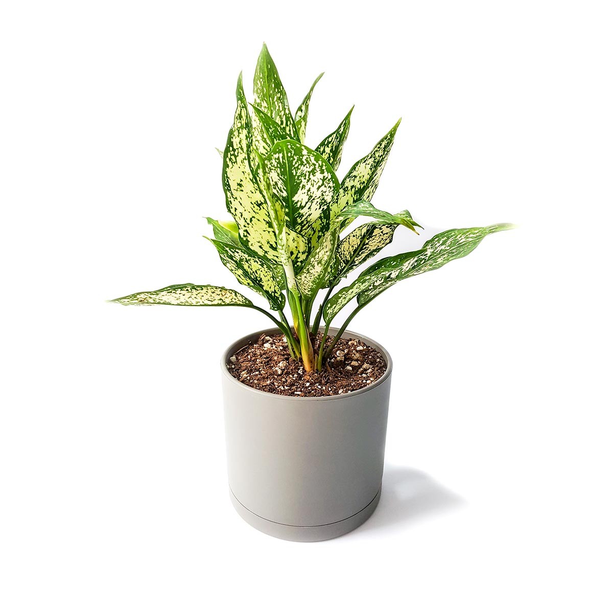  گیاه آگلونما سفید به همراه گلدان میکا استوانه ای | سایز متوسط