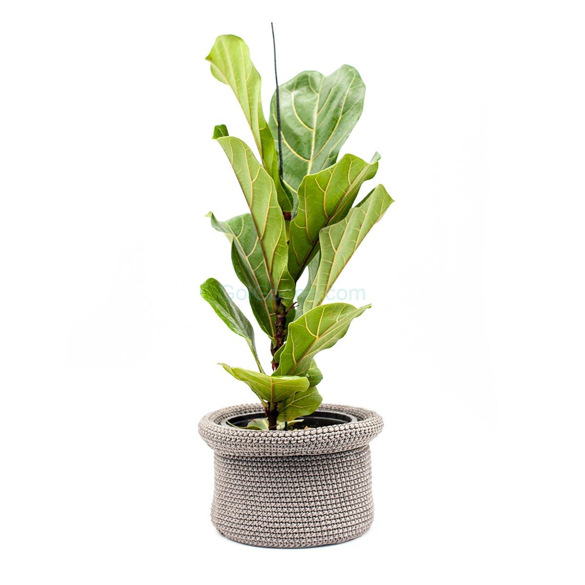  گیاه فیکوس لیراتا همراه کاور شالیزه | سایز کوچک