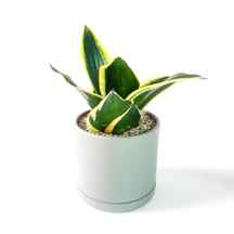 گیاه سانسوریا گلدن هانی به همراه گلدان میکا استوانه ای | سایز متوسط